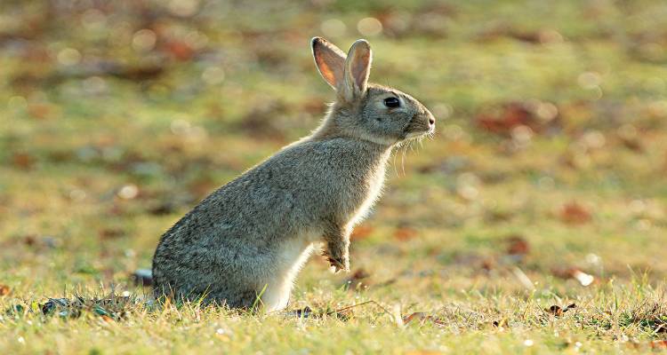 Δήλωση ζημιών από αγριοκούνελα σε καλλιέργειες σιτηρών στις Δ.Ε. Ατσικής και Νέας Κούταλης