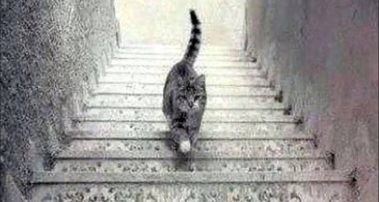 Τεστ προσωπικότητας: Viral η οπτική ψευδαίσθηση με τη γάτα | Το τι βλέπετε αποκαλύπτει τι τύπος είστε