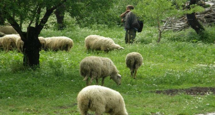 &Epsilon;&upsilon;&lambda;&omicron;&gamma;&iota;ά: &Tau;&eta;&nu; &epsilon;&pi;&alpha;&gamma;&rho;ύ&pi;&nu;&eta;&sigma;&eta; &tau;&omega;&nu; &kappa;&tau;&eta;&nu;&omicron;&tau;&rho;ό&phi;&omega;&nu; &tau;&eta;&sigmaf; &Lambda;ή&mu;&nu;&omicron;&upsilon; &zeta;&eta;&tau;ά &tau;&omicron; &Tau;&mu;ή&mu;&alpha; &Kappa;&tau;&eta;&nu;&iota;&alpha;&tau;&rho;&iota;&kappa;ή&sigmaf;