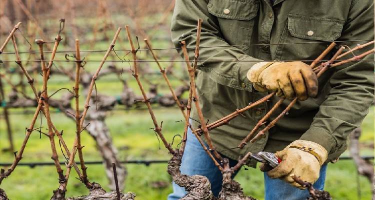 &Gamma;&iota;ά&nu;&nu;&eta;&sigmaf; &Mu;&pi;&omicron;&upsilon;&rho;&nu;&omicron;ύ&sigmaf;: &Gamma;&iota;&alpha;&tau;ί &alpha;&pi;&omicron;&kappa;&lambda;&epsilon;ί&sigma;&tau;&eta;&kappa;&alpha;&nu; &alpha;&mu;&pi;&epsilon;&lambda;&omicron;&upsilon;&rho;&gamma;&omicron;ί &tau;&eta;&sigmaf; &Lambda;ή&mu;&nu;&omicron;&upsilon; &alpha;&pi;ό έ&kappa;&tau;&alpha;&kappa;&tau;&epsilon;&sigmaf; &epsilon;&nu;&iota;&sigma;&chi;ύ&sigma;&epsilon;&iota;&sigmaf;;