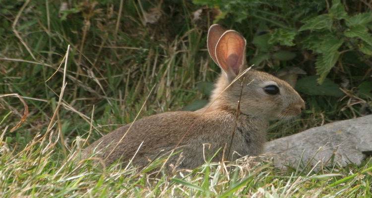 &Eta; &Pi;&epsilon;&rho;&iota;&phi;&epsilon;&rho;&epsilon;&iota;&alpha;&kappa;ή &Epsilon;&nu;ό&tau;&eta;&tau;&alpha; &Lambda;ή&mu;&nu;&omicron;&upsilon; &gamma;&iota;&alpha; &tau;&eta;&nu; έ&gamma;&kappa;&rho;&iota;&sigma;&eta; &alpha;&gamma;&omicron;&rho;&alpha;&pi;&omega;&lambda;&eta;&sigma;ί&alpha;&sigmaf; &alpha;&gamma;&rho;&iota;&omicron;&kappa;&omicron;ύ&nu;&epsilon;&lambda;&omega;&nu;