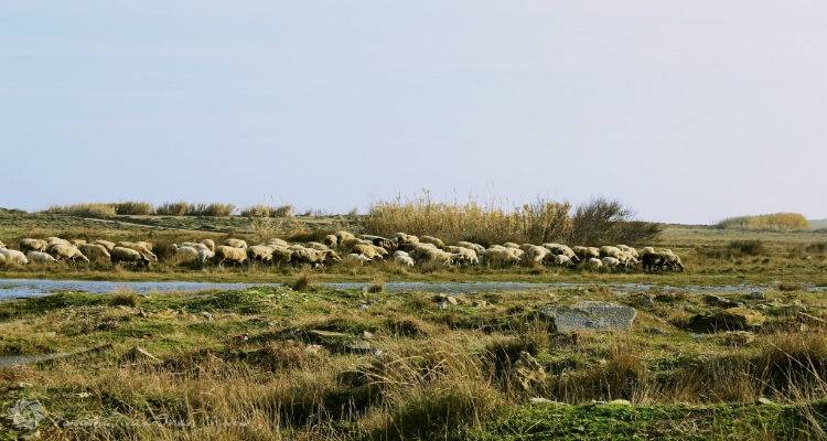 &Xi;&epsilon;&kappa;&iota;&nu;&omicron;ύ&nu; &omicron;&iota; &pi;&rho;&omicron;&sigma;&pi;ά&theta;&epsilon;&iota;&epsilon;&sigmaf; &kappa;&alpha;&tau;&omicron;&chi;ύ&rho;&omega;&sigma;&eta;&sigmaf; &tau;&eta;&sigmaf; &phi;&upsilon;&lambda;ή&sigmaf; &tau;&omicron;&upsilon; &Lambda;&eta;&mu;&nu;&iota;&omicron;ύ &pi;&rho;&omicron;&beta;ά&tau;&omicron;&upsilon;