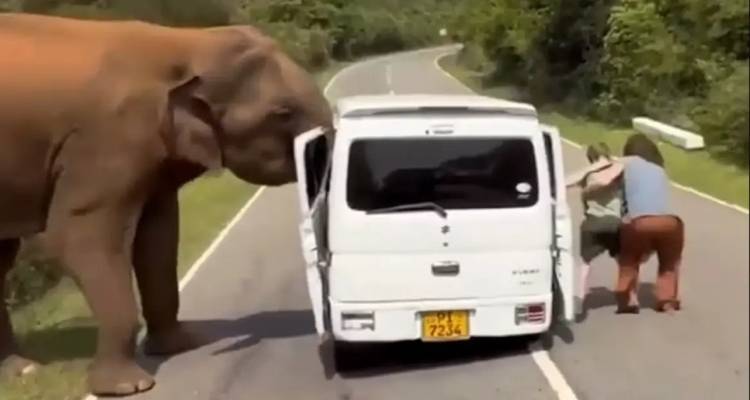 &Sigma;&rho;&iota; &Lambda;ά&nu;&kappa;&alpha;: &Tau;&rho;ό&mu;&omicron;&sigmaf; &gamma;&iota;&alpha; &Rho;ώ&sigma;&omicron;&upsilon;&sigmaf; &tau;&omicron;&upsilon;&rho;ί&sigma;&tau;&epsilon;&sigmaf;, &tau;&omicron;&upsilon;&sigmaf; &epsilon;&pi;&iota;&tau;έ&theta;&eta;&kappa;&epsilon; &epsilon;&lambda;έ&phi;&alpha;&nu;&tau;&alpha;&sigmaf; ό&tau;&alpha;&nu; &pi;&rho;&omicron;&sigma;&pi;ά&theta;&eta;&sigma;&sigma;&nu; &nu;&alpha; &tau;&omicron;&nu; &tau;&alpha;ΐ&sigma;&omicron;&upsilon;&nu;