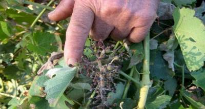 «Επιλεκτική» αποζημίωση για τον περονόσπορο στη Λήμνο | Αναστάτωση στους καλλιεργητές