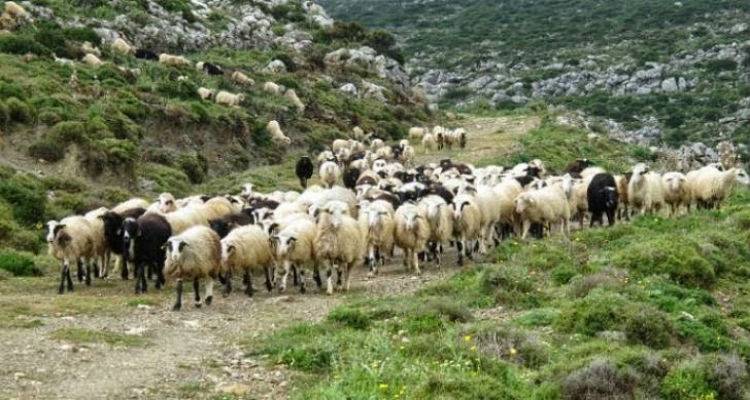 Ενημερωτική Συνάντηση από την Κτηνιατρική Υπηρεσία Λήμνου για Οζώδη Δερματίτιδα και Πυρετό Q