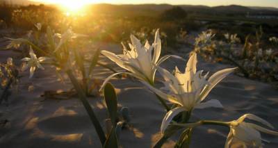 K&rho;&iota;&nu;ά&kappa;&iota;&alpha; &sigma;&tau;&eta;&nu; ά&mu;&mu;&omicron;: &tau;&alpha; &pi;&alpha;&rho;&alpha;&mu;&epsilon;&lambda;&eta;&mu;έ&nu;&alpha; &alpha;&gamma;&rho;&iota;&omicron;ύ&lambda;&omicron;&upsilon;&delta;&alpha; &tau;&eta;&sigmaf; &theta;ά&lambda;&alpha;&sigma;&sigma;&alpha;&sigmaf;