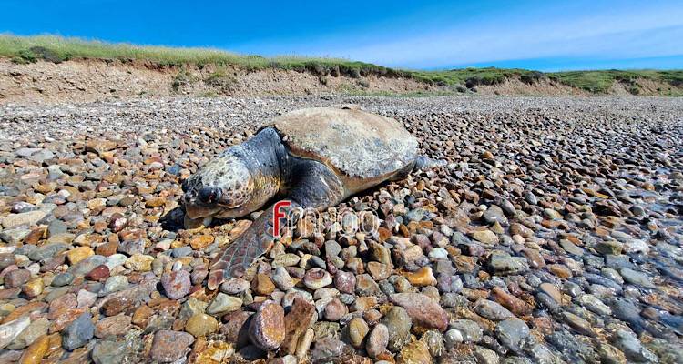 &Lambda;ή&mu;&nu;&omicron;&sigmaf;: &Nu;&epsilon;&kappa;&rho;ή &kappa;&alpha;&rho;έ&tau;&alpha;-&kappa;&alpha;&rho;έ&tau;&alpha; &epsilon;&nu;&tau;&omicron;&pi;ί&sigma;&tau;&eta;&kappa;&epsilon; &sigma;&tau;&eta;&nu;  &pi;&epsilon;&rho;&iota;&omicron;&chi;ή &tau;&eta;&sigmaf; &Xi;&eta;&rho;ό&lambda;&iota;&mu;&nu;&eta;&sigmaf;