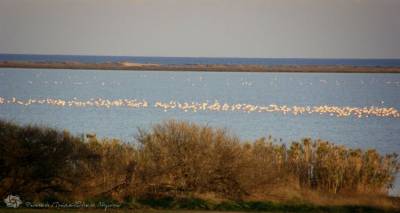 &Omicron;&iota; &Epsilon;&lambda;&lambda;&eta;&nu;&iota;&kappa;έ&sigmaf; &Alpha;&lambda;&upsilon;&kappa;έ&sigmaf; &laquo;&xi;&alpha;&nu;&alpha;&zeta;&epsilon;&sigma;&tau;&alpha;ί&nu;&omicron;&upsilon;&nu;&raquo; &tau;&omicron; &epsilon;&nu;&delta;&iota;&alpha;&phi;έ&rho;&omicron;&nu; &tau;&omicron;&upsilon;&sigmaf; &gamma;&iota;&alpha; &tau;&eta;&nu; &Alpha;&lambda;&upsilon;&kappa;ή &tau;&eta;&sigmaf; &Lambda;ή&mu;&nu;&omicron;&upsilon; (mp3)