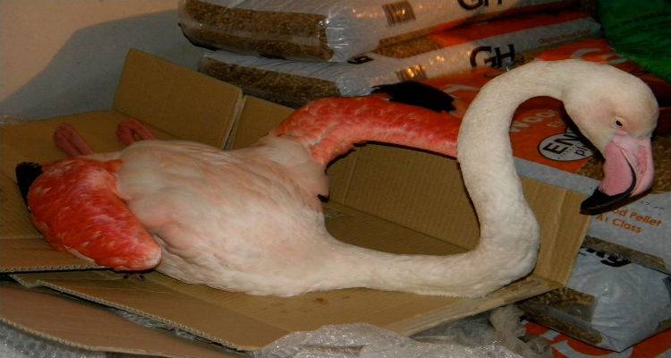 &Tau;&omicron; &Phi;&iota;&lambda;&omicron;&zeta;&omega;&iota;&kappa;ό &Sigma;&omega;&mu;&alpha;&tau;&epsilon;ί&omicron; &Lambda;ή&mu;&nu;&omicron;&upsilon; &epsilon;&nu;&eta;&mu;&epsilon;&rho;ώ&nu;&epsilon;&iota; &gamma;&iota;&alpha; &tau;&omicron; &tau;&rho;&alpha;&upsilon;&mu;&alpha;&tau;&iota;&sigma;&mu;έ&nu;&omicron; &phi;&lambda;&alpha;&mu;ί&nu;&gamma;&kappa;&omicron;