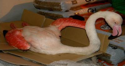 &Tau;&omicron; &Phi;&iota;&lambda;&omicron;&zeta;&omega;&iota;&kappa;ό &Sigma;&omega;&mu;&alpha;&tau;&epsilon;ί&omicron; &Lambda;ή&mu;&nu;&omicron;&upsilon; &epsilon;&nu;&eta;&mu;&epsilon;&rho;ώ&nu;&epsilon;&iota; &gamma;&iota;&alpha; &tau;&omicron; &tau;&rho;&alpha;&upsilon;&mu;&alpha;&tau;&iota;&sigma;&mu;έ&nu;&omicron; &phi;&lambda;&alpha;&mu;ί&nu;&gamma;&kappa;&omicron;