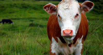 Η Περιφέρεια εφιστά την προσοχή των κτηνοτρόφων: Εστίες αφθώδους πυρετού κοντά στα νησιά