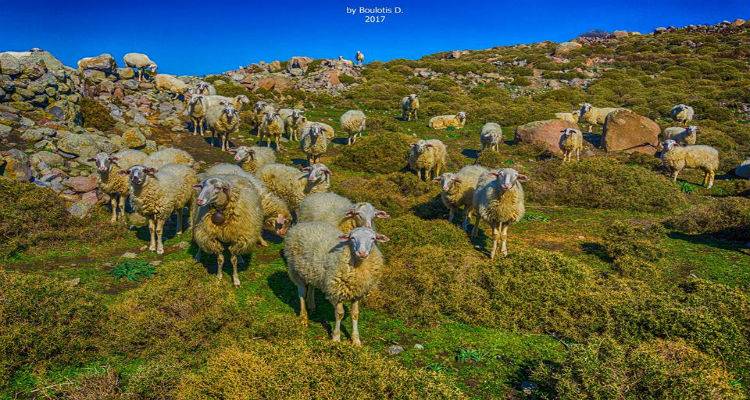 «Οι προκλήσεις της σύγχρονης κτηνοτροφίας στη Λήμνο» θα συζητηθούν στο Μούδρο