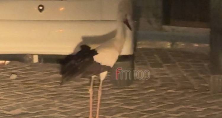 &Lambda;ή&mu;&nu;&omicron;&sigmaf;: &Pi;&epsilon;&lambda;&alpha;&rho;&gamma;ό&sigmaf; &epsilon;&theta;&epsilon;ά&theta;&eta; &sigma;&tau;&omicron; &lambda;&iota;&mu;ά&nu;&iota; &tau;&eta;&sigmaf; &Mu;ύ&rho;&iota;&nu;&alpha;&sigmaf;