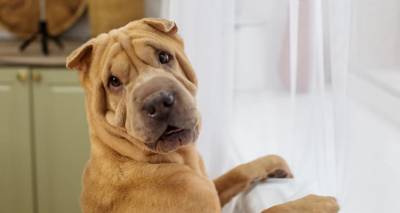 Επιστήμονες φτιάχνουν χάπι που θα παρατείνει τη ζωή των σκύλων