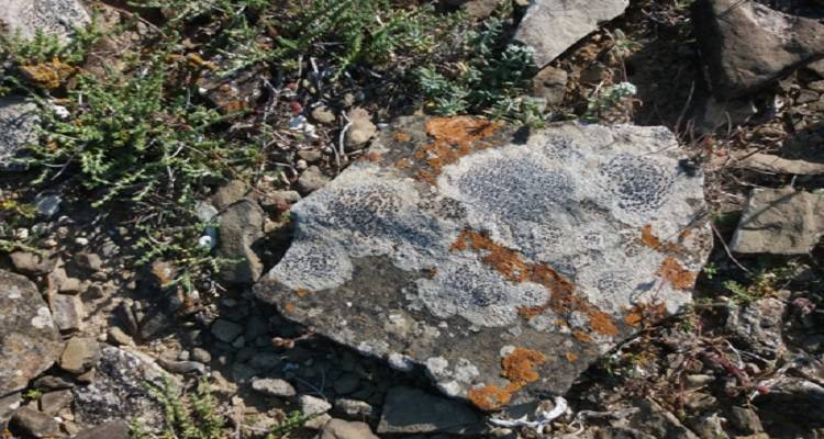 Η ομορφιά βρίσκεται παντού