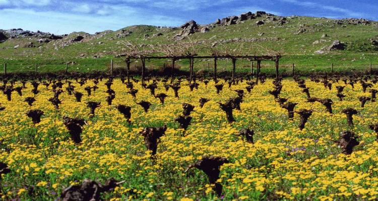 Λήμνος: Χορήγηση αδειών για νέες φυτεύσεις οινοποιήσιμων ποικιλιών αμπέλου