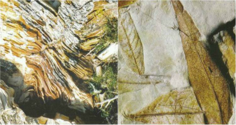 &Tau;&omicron; &Alpha;&pi;&omicron;&lambda;&iota;&theta;&omega;&mu;έ&nu;&omicron; &Delta;ά&sigma;&omicron;&sigmaf; &tau;&eta;&sigmaf; &Lambda;ή&mu;&nu;&omicron;&upsilon; | Έ&nu;&alpha; &Delta;ά&sigma;&omicron;&sigmaf; &Delta;&iota;&epsilon;&theta;&nu;&omicron;ύ&sigmaf; &Epsilon;&mu;&beta;έ&lambda;&epsilon;&iota;&alpha;&sigmaf; &Eta;&lambda;&iota;&kappa;ί&alpha;&sigmaf; 20 &epsilon;&kappa;. &epsilon;&tau;ώ&nu;