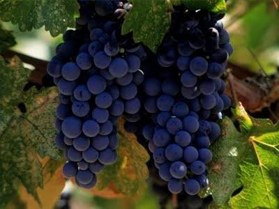 Με αυξημένα κονδύλια το πρόγραμμα αναδιάρθρωσης αμπελώνων για την περίοδο 2014 - 2015