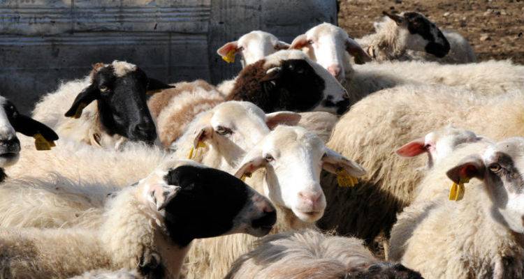 Ξεκινάει η ετήσια απογραφή αιγοπροβάτων στη Λήμνο