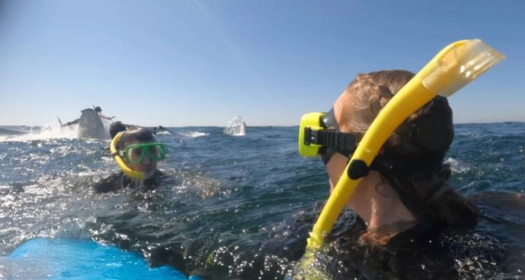 Αυστραλία: Η στιγμή που φάλαινα 30 τόνων πετάει στον αέρα κολυμβητή