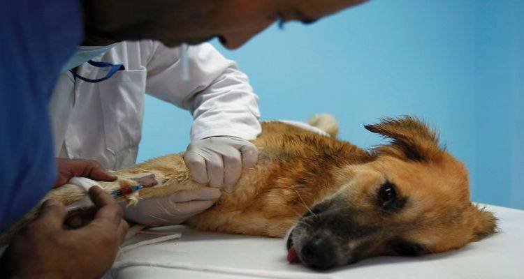 &Lambda;ή&mu;&nu;&omicron;&sigmaf;: &ldquo;&Eta; &alpha;&pi;&omicron;&upsilon;&sigma;ί&alpha; &kappa;&tau;&eta;&nu;&iota;ά&tau;&rho;&omicron;&upsilon; &tau;&eta;&sigmaf; &Pi;&epsilon;&rho;&iota;&phi;έ&rho;&epsilon;&iota;&alpha;&sigmaf; &mu;&pi;&lambda;&omicron;&kappa;ά&rho;&epsilon;&iota; &tau;&iota;&sigmaf; &upsilon;&iota;&omicron;&theta;&epsilon;&sigma;ί&epsilon;&sigmaf; &tau;&omega;&nu; &alpha;&delta;έ&sigma;&pi;&omicron;&tau;&omega;&nu; &zeta;ώ&omega;&nu;&rdquo;.