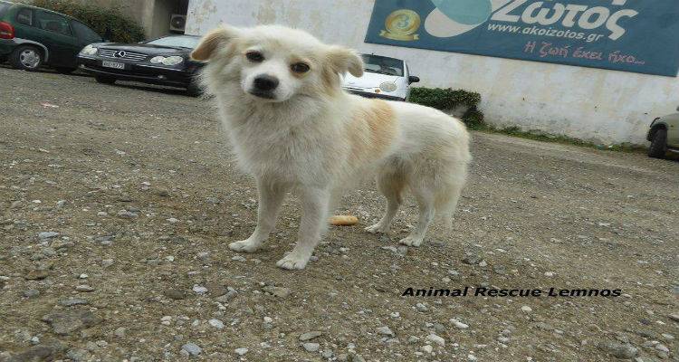 &Upsilon;&iota;&omicron;&theta;&epsilon;&tau;ή&theta;&eta;&kappa;&epsilon; &mu;&alpha; &psi;ά&chi;&nu;&epsilon;&iota; &sigma;&upsilon;&nu;&omicron;&delta;ό &gamma;&iota;&alpha; &Lambda;&alpha;ύ&rho;&iota;&omicron;