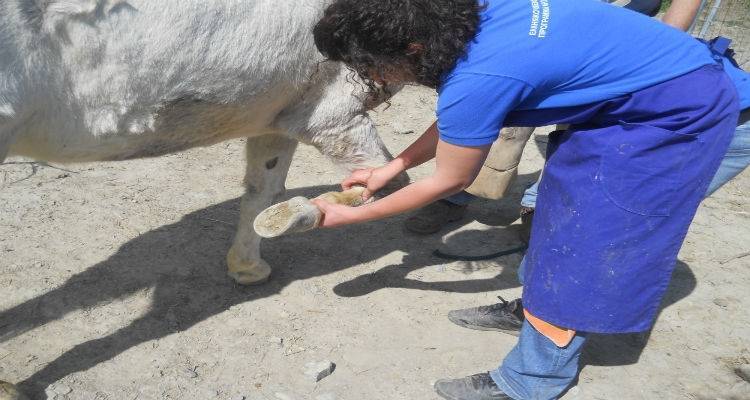 &Epsilon;&pi;&alpha;&nu;&alpha;&lambda;&epsilon;&iota;&tau;&omicron;&upsilon;&rho;&gamma;&epsilon;ί &alpha;&pi;ό &sigma;ή&mu;&epsilon;&rho;&alpha; &tau;&omicron; &Alpha;&gamma;&rho;&omicron;&tau;&iota;&kappa;ό &Kappa;&tau;&eta;&nu;&iota;&alpha;&tau;&rho;&epsilon;ί&omicron; &Mu;&omicron;ύ&delta;&rho;&omicron;&upsilon;
