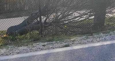 &Lambda;ή&mu;&nu;&omicron;&sigmaf;: &Kappa;ό&pi;&eta;&kappa;&alpha;&nu; &delta;έ&nu;&tau;&rho;&alpha; &sigma;&tau;&eta;&nu; 130 &Sigma;&Mu;