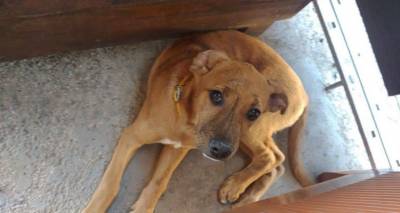 Βρέθηκε σκυλί στη Μύρινα | Ας βοηθήσουμε να επιστρέψει στους ιδιοκτήτες του