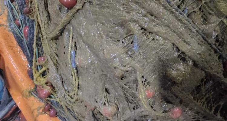 &Eta; &pi;&alpha;&chi;ύ&rho;&epsilon;&upsilon;&sigma;&tau;&eta; &beta;&lambda;έ&nu;&nu;&alpha; &epsilon;&pi;&alpha;&nu;&epsilon;&mu;&phi;&alpha;&nu;ί&sigma;&tau;&eta;&kappa;&epsilon; &sigma;&tau;&omicron; &Theta;&rho;&alpha;&kappa;&iota;&kappa;ό &pi;έ&lambda;&alpha;&gamma;&omicron;&sigmaf; | &Alpha;&nu;ά&sigma;&tau;&alpha;&tau;&omicron;&iota; &psi;&alpha;&rho;ά&delta;&epsilon;&sigmaf; &kappa;&alpha;&iota; &epsilon;&pi;&alpha;&gamma;&gamma;&epsilon;&lambda;&mu;&alpha;&tau;ί&epsilon;&sigmaf; (videos)