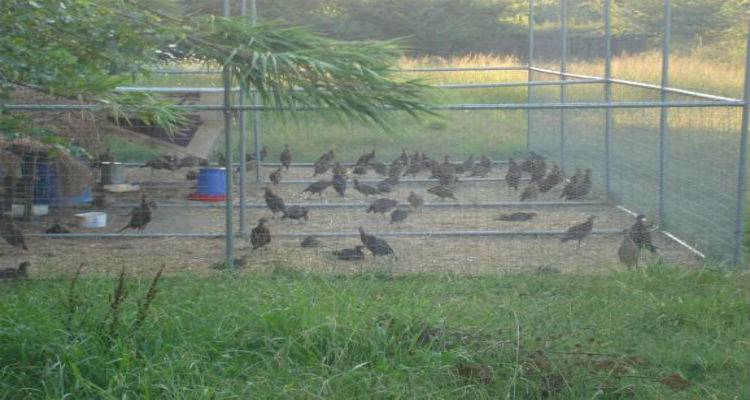 Κλωβό προσαρμογής θηραμάτων δημιουργεί ο Κυνηγετικός Σύλλογος Λήμνου | Ανοίγει διαγωνισμός για προσφορές