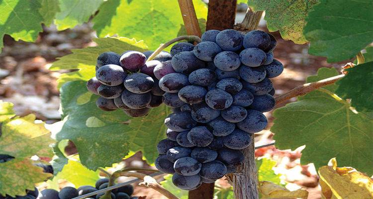 &Lambda;ή&mu;&nu;&omicron;&sigmaf;: &Alpha;&pi;ό 15 &Nu;&omicron;&epsilon;&mu;&beta;&rho;ί&omicron;&upsilon; &omicron;&iota; &alpha;&iota;&tau;ή&sigma;&epsilon;&iota;&sigmaf; &gamma;&iota;&alpha; &chi;&omicron;&rho;ή&gamma;&eta;&sigma;&eta; &alpha;&delta;&epsilon;&iota;ώ&nu; &phi;ύ&tau;&epsilon;&upsilon;&sigma;&eta;&sigmaf; &omicron;&iota;&nu;&omicron;&pi;&omicron;&iota;ή&sigma;&iota;&mu;&omega;&nu; &pi;&omicron;&iota;&kappa;&iota;&lambda;&iota;ώ&nu; &alpha;&mu;&pi;&epsilon;&lambda;&iota;ώ&nu;