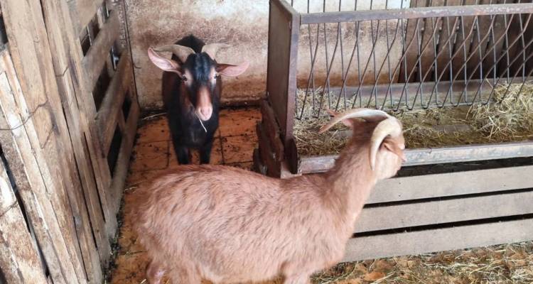 &Alpha;&rho;&chi;&iota;&tau;έ&kappa;&tau;&omicron;&nu;&alpha;&sigmaf;, CEO &epsilon;&tau;&alpha;&iota;&rho;&epsilon;ί&alpha;&sigmaf; &omicron; 55&chi;&rho;&omicron;&nu;&omicron;&sigmaf; &pi;&omicron;&upsilon; &epsilon;ί&chi;&epsilon; &sigma;&tau;ή&sigma;&epsilon;&iota; &tau;&omicron; &mu;&alpha;&nu;&tau;&rho;ί &mu;&epsilon; &kappa;&alpha;&tau;&sigma;ί&kappa;&epsilon;&sigmaf; &kappa;&alpha;&iota; &kappa;ό&tau;&epsilon;&sigmaf; &sigma;&epsilon; &tau;&alpha;&rho;ά&tau;&sigma;&alpha; &sigma;&tau;&omicron;&upsilon;&sigmaf; &Alpha;&mu;&pi;&epsilon;&lambda;ό&kappa;&eta;&pi;&omicron;&upsilon;&sigmaf;