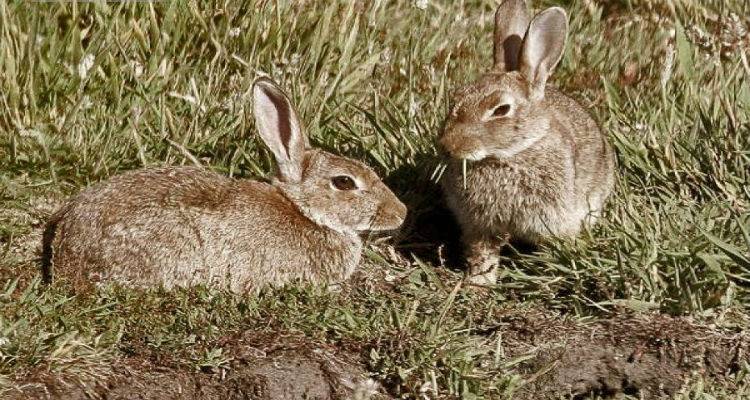 &Lambda;ή&mu;&nu;&omicron;&sigmaf;: &Xi;&epsilon;&kappa;&iota;&nu;&omicron;ύ&nu; &omicron;&iota; &delta;&eta;&lambda;ώ&sigma;&epsilon;&iota;&sigmaf; &zeta;&eta;&mu;&iota;ώ&nu; &alpha;&pi;ό ά&gamma;&rho;&iota;&alpha; &kappa;&omicron;&upsilon;&nu;έ&lambda;&iota;&alpha; &sigma;&epsilon; &sigma;&iota;&tau;&eta;&rho;ά