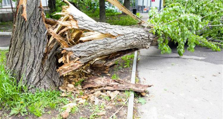 &Phi;&omega;&tau;&omicron;&gamma;&rho;&alpha;&phi;ί&alpha; &alpha;&rho;&chi;&epsilon;ί&omicron;&upsilon;   