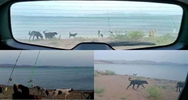 &Delta;&iota;&pi;&lambda;ό &pi;&epsilon;&rho;&iota;&sigma;&tau;&alpha;&tau;&iota;&kappa;ό &mu;&epsilon; &alpha;&delta;έ&sigma;&pi;&omicron;&tau;&alpha; &sigma;&kappa;&upsilon;&lambda;&iota;ά &sigma;&tau;&eta;&nu; &pi;&alpha;&rho;&alpha;&lambda;ί&alpha; &Lambda;ύ&chi;&nu;&omega;&nu; (video)