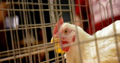 &Kappa;&rho;&omicron;ύ&sigma;&mu;&alpha; &gamma;&rho;ί&pi;&eta;&sigmaf; &tau;&omega;&nu; &pi;&tau;&eta;&nu;ώ&nu; &sigma;&tau;&omicron;&nu; Έ&beta;&rho;&omicron; | &Eta; &Kappa;&tau;&eta;&nu;&iota;&alpha;&tau;&rho;&iota;&kappa;ή &Upsilon;&pi;&eta;&rho;&epsilon;&sigma;ί&alpha; &Lambda;ή&mu;&nu;&omicron;&upsilon; &epsilon;&phi;&iota;&sigma;&tau;ά &tau;&eta;&nu; &pi;&rho;&omicron;&sigma;&omicron;&chi;ή