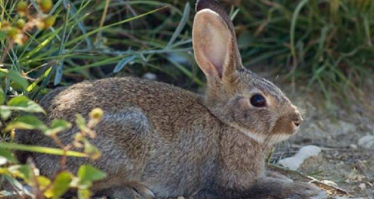 &Alpha;&mu;&pi;έ&lambda;&iota;&alpha; &Lambda;ή&mu;&nu;&omicron;&upsilon;: &Xi;&epsilon;&kappa;&iota;&nu;&omicron;ύ&nu; &alpha;&pi;ό &Delta;&epsilon;&upsilon;&tau;έ&rho;&alpha; &omicron;&iota; &delta;&eta;&lambda;ώ&sigma;&epsilon;&iota;&sigmaf; &gamma;&iota;&alpha; &zeta;&eta;&mu;&iota;έ&sigmaf; &alpha;&pi;ό &tau;&alpha; &kappa;&omicron;&upsilon;&nu;έ&lambda;&iota;&alpha;