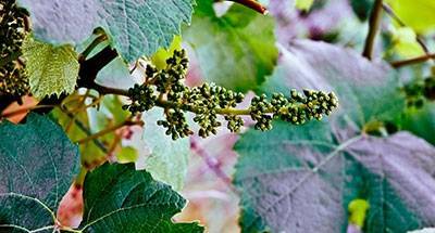 &Xi;&epsilon;&kappa;&iota;&nu;ά&epsilon;&iota; &eta; &phi;ύ&tau;&epsilon;&upsilon;&sigma;&eta; &nu;έ&omega;&nu; &alpha;&mu;&pi;&epsilon;&lambda;&iota;ώ&nu; &sigma;&tau;&eta; &Lambda;ή&mu;&nu;&omicron;