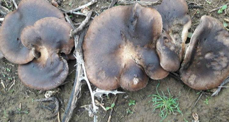 Οδηγός για τα Μανιτάρια: Βρώσιμα και Δηλητηριώδη