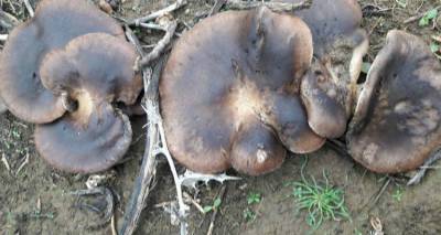 Οδηγός για τα Μανιτάρια: Βρώσιμα και Δηλητηριώδη