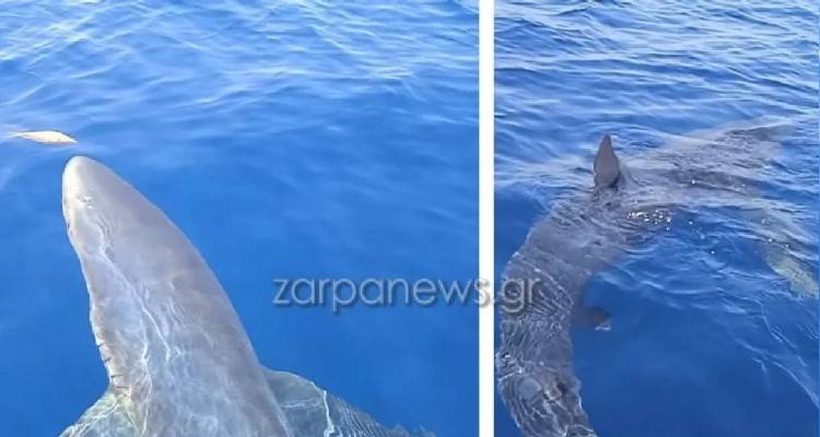 &Beta;ί&nu;&tau;&epsilon;&omicron; - &Kappa;ύ&theta;&eta;&rho;&alpha;: &Eta; &tau;&rho;&omicron;&mu;&alpha;&kappa;&tau;&iota;&kappa;ή &sigma;&tau;&iota;&gamma;&mu;ή &pi;&omicron;&upsilon; &psi;&alpha;&rho;ά&delta;&epsilon;&sigmaf;... &tau;&alpha;ΐ&zeta;&omicron;&upsilon;&nu; &gamma;&alpha;&lambda;ά&zeta;&iota;&omicron; &kappa;&alpha;&rho;&chi;&alpha;&rho;ί&alpha; &tau;&rho;&iota;ώ&nu; &mu;έ&tau;&rho;&omega;&nu;!