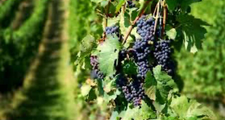 &Lambda;ή&mu;&nu;&omicron;&sigmaf;: &Sigma;&epsilon; &phi;ά&sigma;&eta; &alpha;&upsilon;&xi;&eta;&mu;έ&nu;&eta;&sigmaf; &pi;&rho;&omicron;&sigma;&tau;&alpha;&sigma;ί&alpha;&sigmaf; &tau;&alpha; &alpha;&mu;&pi;έ&lambda;&iota;&alpha; | &Omicron;&delta;&eta;&gamma;ί&epsilon;&sigmaf; &tau;&eta;&sigmaf; &Pi;&epsilon;&rho;&iota;&phi;έ&rho;&epsilon;&iota;&alpha;&sigmaf; &gamma;&iota;&alpha; &tau;&eta;&nu; &pi;&epsilon;&rho;ί&omicron;&delta;&omicron; &tau;&eta;&sigmaf; έ&kappa;&pi;&tau;&upsilon;&xi;&eta;&sigmaf;