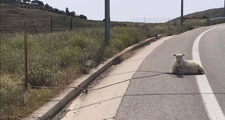 &Lambda;ή&mu;&nu;&omicron;&sigmaf;: &Delta;&epsilon;&mu;έ&nu;&omicron; &kappa;&alpha;&iota;  &pi;&alpha;&rho;&alpha;&tau;&eta;&mu;έ&nu;&omicron; &pi;&rho;ό&beta;&alpha;&tau;&omicron; &sigma;&tau;&omicron;&nu; &Pi;&epsilon;&rho;&iota;&phi;&epsilon;&rho;&epsilon;&iota;&alpha;&kappa;ό