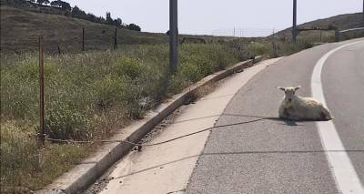 &Lambda;ή&mu;&nu;&omicron;&sigmaf;: &Delta;&epsilon;&mu;έ&nu;&omicron; &kappa;&alpha;&iota;  &pi;&alpha;&rho;&alpha;&tau;&eta;&mu;έ&nu;&omicron; &pi;&rho;ό&beta;&alpha;&tau;&omicron; &sigma;&tau;&omicron;&nu; &Pi;&epsilon;&rho;&iota;&phi;&epsilon;&rho;&epsilon;&iota;&alpha;&kappa;ό