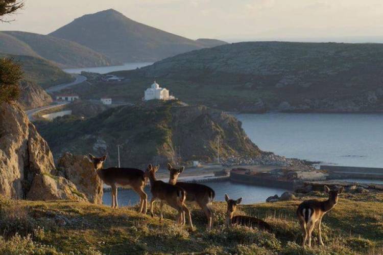 &Delta;&upsilon;&sigma;ά&rho;&epsilon;&sigma;&tau;&eta; &epsilon;&xi;έ&lambda;&iota;&xi;&eta; &gamma;&iota;&alpha; &tau;&rho;&alpha;&upsilon;&mu;&alpha;&tau;&iota;&sigma;&mu;έ&nu;&omicron; &epsilon;&lambda;ά&phi;&iota; &sigma;&tau;&eta; &Lambda;ή&mu;&nu;&omicron;