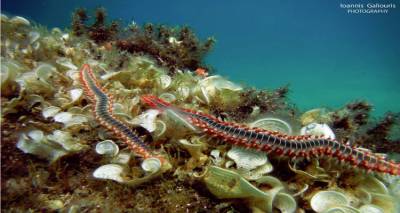 &Gamma;&nu;&omega;&rho;ί&sigma;&tau;&epsilon; &tau;&omicron; Bearded Fireworm &alpha;&pi;ό &tau;&omicron; &beta;&upsilon;&theta;ό &tau;&eta;&sigmaf; &Lambda;ή&mu;&nu;&omicron;&upsilon;