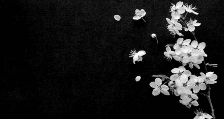 &Alpha;ύ&rho;&iota;&omicron; &eta; &kappa;&eta;&delta;&epsilon;ί&alpha; &tau;&omicron;&upsilon; &Nu;ί&kappa;&omicron;&upsilon; &Beta;&alpha;&beta;&beta;&omicron;ύ&kappa;&omicron;&upsilon; | &Eta; &epsilon;&pi;&iota;&theta;&upsilon;&mu;ί&alpha; &tau;&eta;&sigmaf; &omicron;&iota;&kappa;&omicron;&gamma;έ&nu;&epsilon;&iota;&alpha;&sigmaf;