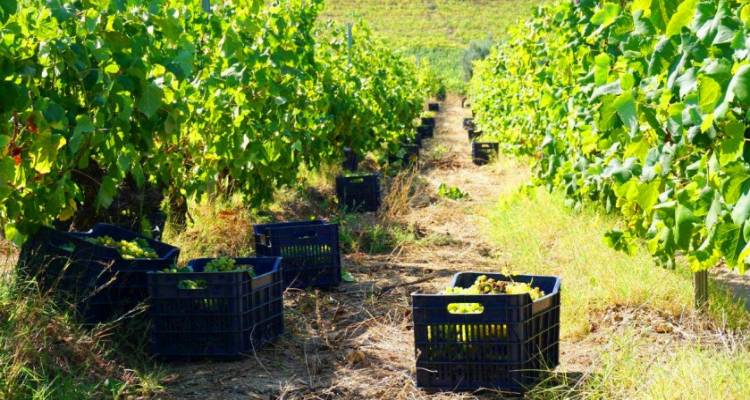 Έ&nu;&omega;&sigma;&eta; &Lambda;ή&mu;&nu;&omicron;&upsilon;: &Tau;&iota; &iota;&sigma;&chi;ύ&epsilon;&iota; &gamma;&iota;&alpha; &tau;&eta; &mu;&epsilon;&tau;&alpha;&phi;&omicron;&rho;ά &tau;&omega;&nu; &sigma;&tau;&alpha;&phi;&upsilon;&lambda;&iota;ώ&nu; &mu;έ&chi;&rho;&iota; &tau;&omicron; &omicron;&iota;&nu;&omicron;&pi;&omicron;&iota;&epsilon;ί&omicron; &tau;&omicron;&upsilon; &Sigma;&upsilon;&nu;&epsilon;&tau;&alpha;&iota;&rho;&iota;&sigma;&mu;&omicron;ύ