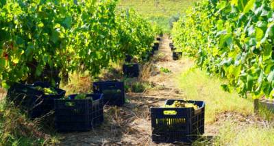 Έ&nu;&omega;&sigma;&eta; &Lambda;ή&mu;&nu;&omicron;&upsilon;: &Tau;&iota; &iota;&sigma;&chi;ύ&epsilon;&iota; &gamma;&iota;&alpha; &tau;&eta; &mu;&epsilon;&tau;&alpha;&phi;&omicron;&rho;ά &tau;&omega;&nu; &sigma;&tau;&alpha;&phi;&upsilon;&lambda;&iota;ώ&nu; &mu;έ&chi;&rho;&iota; &tau;&omicron; &omicron;&iota;&nu;&omicron;&pi;&omicron;&iota;&epsilon;ί&omicron; &tau;&omicron;&upsilon; &Sigma;&upsilon;&nu;&epsilon;&tau;&alpha;&iota;&rho;&iota;&sigma;&mu;&omicron;ύ